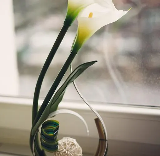 Aleda Galaxy شتشيتسين